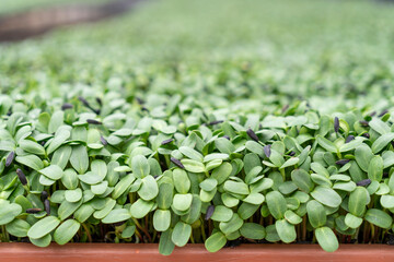 Sunflower sprouts are rich in nutritional values