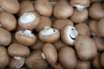 Champagne mushrooms in bulk before packing and sending to the store
