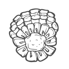 Doodle piece of corn sketch on white background