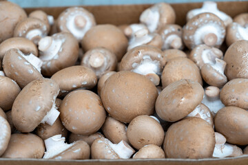 Fototapeta na wymiar Champagne mushrooms in bulk before packing and sending to the store