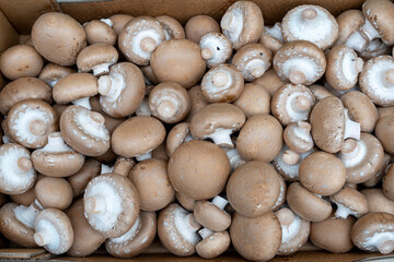 Champagne mushrooms in bulk before packing and sending to the store