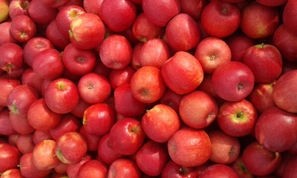 &Auml;pfel der Sorte Cripps Pink Lady in Kisten geerntet
