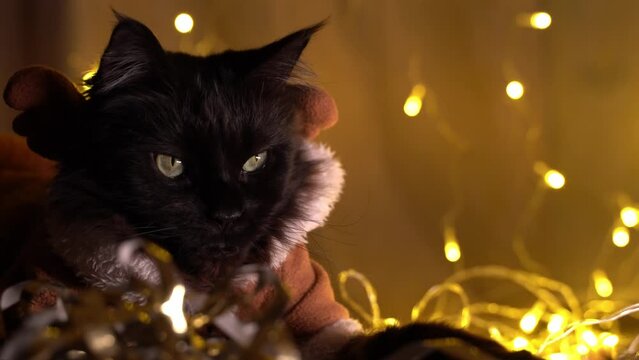 Maine coon cat in christmas deer costume.
