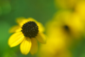 ミツバオオハンゴンソウ