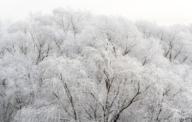 Trees covered with frost. White branches of trees by the Vistula river. Humid air and low temperature cause winter weather phenomena.