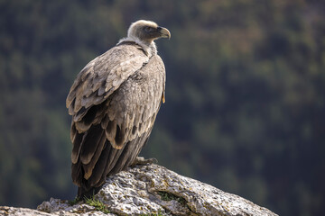 Portrait of a griffon vulture perched on the edge of a cliff, Provence