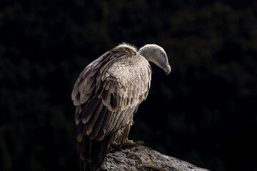 Portrait of a griffon vulture perched on the edge of a cliff, Provence