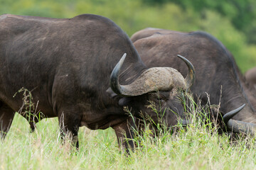 Buffle d'Afrique, Syncerus caffer, Parc national Kruger, Afrique du Sud
