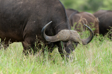 Obraz premium Buffle d'Afrique, Syncerus caffer, Parc national Kruger, Afrique du Sud