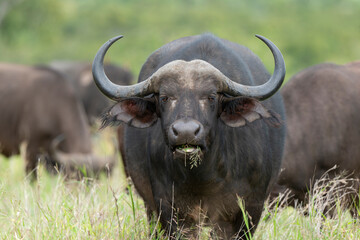 Buffle d'Afrique, Syncerus caffer, Parc national Kruger, Afrique du Sud