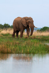 Obraz premium Éléphant d'Afrique, Loxodonta africana, Parc national du Pilanesberg, Afrique du Sud