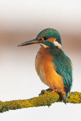 Colorful kingfisher