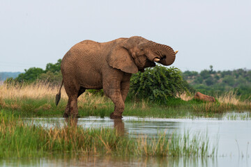 Fototapeta premium Éléphant d'Afrique, Loxodonta africana, Parc national du Pilanesberg, Afrique du Sud