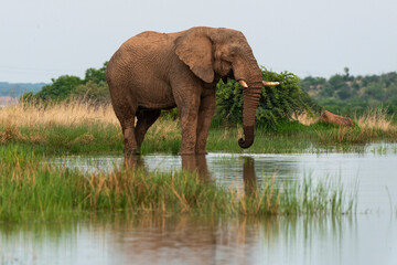 &Eacute;l&eacute;phant d'Afrique,  Loxodonta africana, Parc national du Pilanesberg, Afrique du Sud