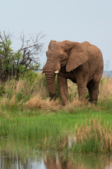 Obraz premium Éléphant d'Afrique, Loxodonta africana, Parc national du Pilanesberg, Afrique du Sud