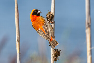 Euplecte ignicolore, .Euplectes orix, Southern Red Bishop, Afrique du Sud