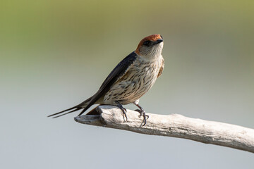 Hirondelle striée,.Cecropis abyssinica, Lesser Striped Swallow © JAG IMAGES