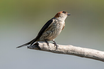 Hirondelle striée,.Cecropis abyssinica, Lesser Striped Swallow © JAG IMAGES