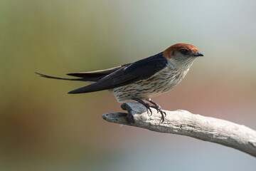 Hirondelle striée,.Cecropis abyssinica, Lesser Striped Swallow