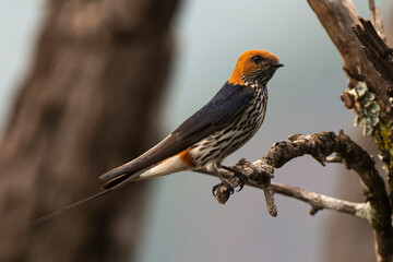 Hirondelle striée,.Cecropis abyssinica, Lesser Striped Swallow