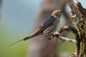 Hirondelle striée,.Cecropis abyssinica, Lesser Striped Swallow