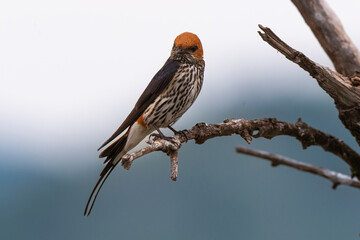 Hirondelle striée,.Cecropis abyssinica, Lesser Striped Swallow © JAG IMAGES