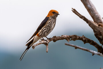 Hirondelle striée,.Cecropis abyssinica, Lesser Striped Swallow © JAG IMAGES