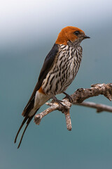 Hirondelle striée,.Cecropis abyssinica, Lesser Striped Swallow