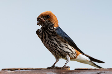 Hirondelle striée, construction du nid,.Cecropis abyssinica, Lesser Striped Swallow