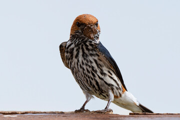 Hirondelle striée, construction du nid,.Cecropis abyssinica, Lesser Striped Swallow © JAG IMAGES