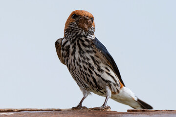 Hirondelle striée, construction du nid,.Cecropis abyssinica, Lesser Striped Swallow
