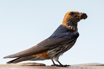 Hirondelle striée, construction du nid,.Cecropis abyssinica, Lesser Striped Swallow