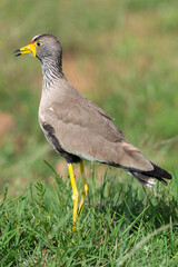 Vanneau à tête blanche,.Vanellus albiceps, White crowned Lapwing, Afrique du Sud