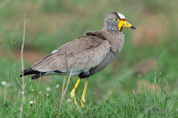 Vanneau à tête blanche,.Vanellus albiceps, White crowned Lapwing, Afrique du Sud