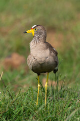 Vanneau à tête blanche,.Vanellus albiceps, White crowned Lapwing, Afrique du Sud