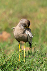Vanneau à tête blanche,.Vanellus albiceps, White crowned Lapwing, Afrique du Sud