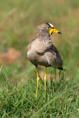 Vanneau à tête blanche,.Vanellus albiceps, White crowned Lapwing, Afrique du Sud