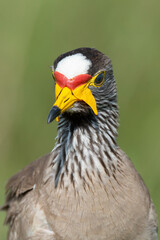 Vanneau à tête blanche,.Vanellus albiceps, White crowned Lapwing, Afrique du Sud