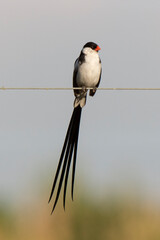 Veuve dominicaine, mâle,.Vidua macroura, Pin tailed Whydah, Afrique du Sud