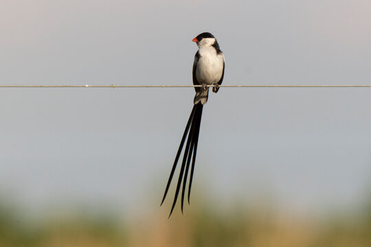 Veuve Dominicaine, Mâle,.Vidua Macroura, Pin Tailed Whydah, Afrique Du Sud