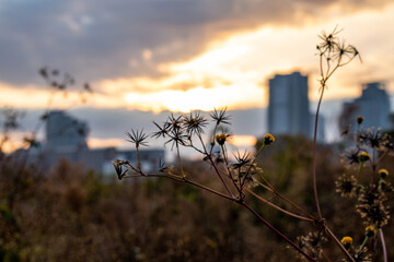 View of a yellow flower with buildings and trees in the background during the sunrise