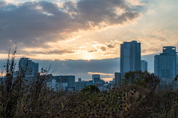 View of a couple of yellow flowers with buildings in the background during the sunrise