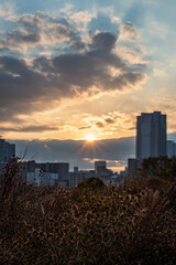 View of a couple of yellow flowers with buildings in the background during the sunrise