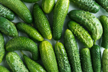 Batch of fresh washed green cucumbers background, top view. Lay out group of ripe cucumbers. Healthy, nitrate free food.