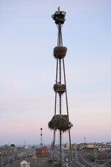 Stork nests on a tower with floodlights facing the railway train. Bird and wildlife migration.