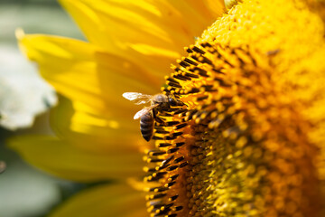 bee at sunflower