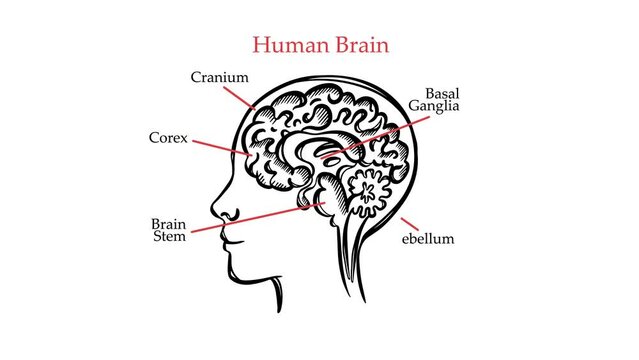 HUMAN BRAIN OUTLINE VIDEO Medical Education Animation Banner General Diagram With Explanatory Text For Medical Education Anatomy Human Body Moving Picture