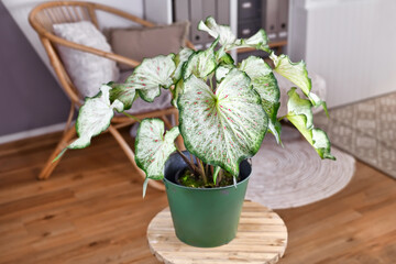 Potted topical 'Caladium Candyland' houseplant with beautiful white and green leaves with pink...
