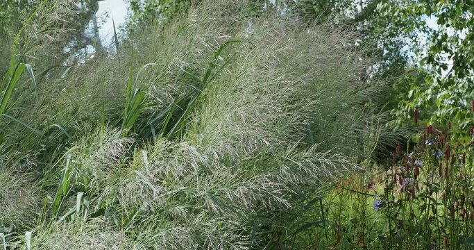 (Phragmites australis) Small reed bed of common reeds in a park with its tall branching stems with long leaves, pointing hairy, silky panicles, fluttering and bending in the wind