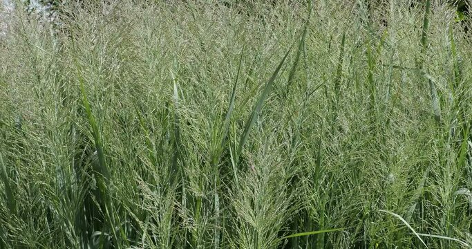 (Phragmites australis) Small reed bed of common reeds in a park with its tall branching stems with long leaves, pointing hairy, silky panicles, fluttering and bending in the wind